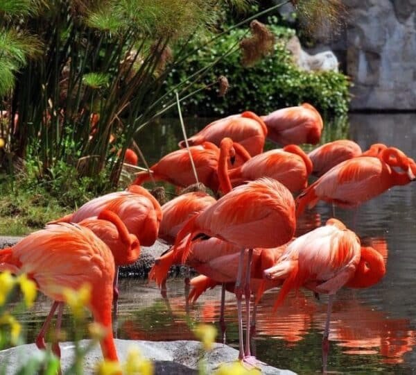 Roteiro perfeito para os amantes da fauna e flora em Buenos Aires