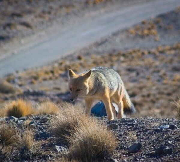 Excursão à Reserva Villavicêncio - Mendoza